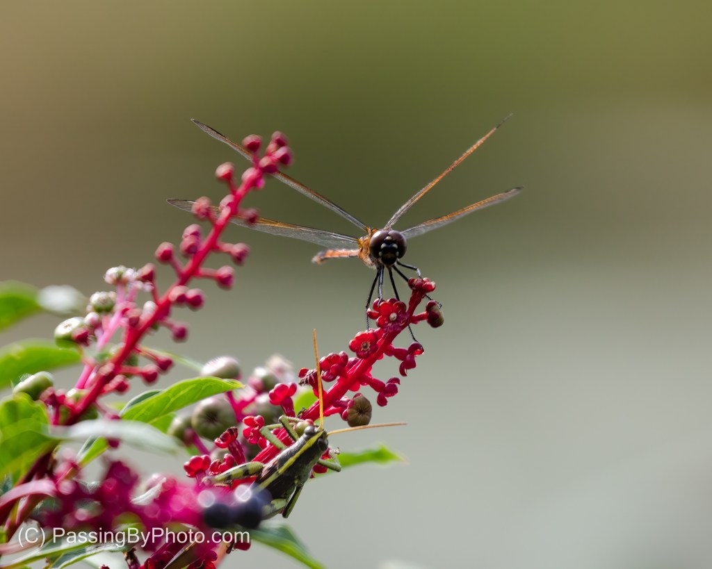 Dragonfly on Pokeweed