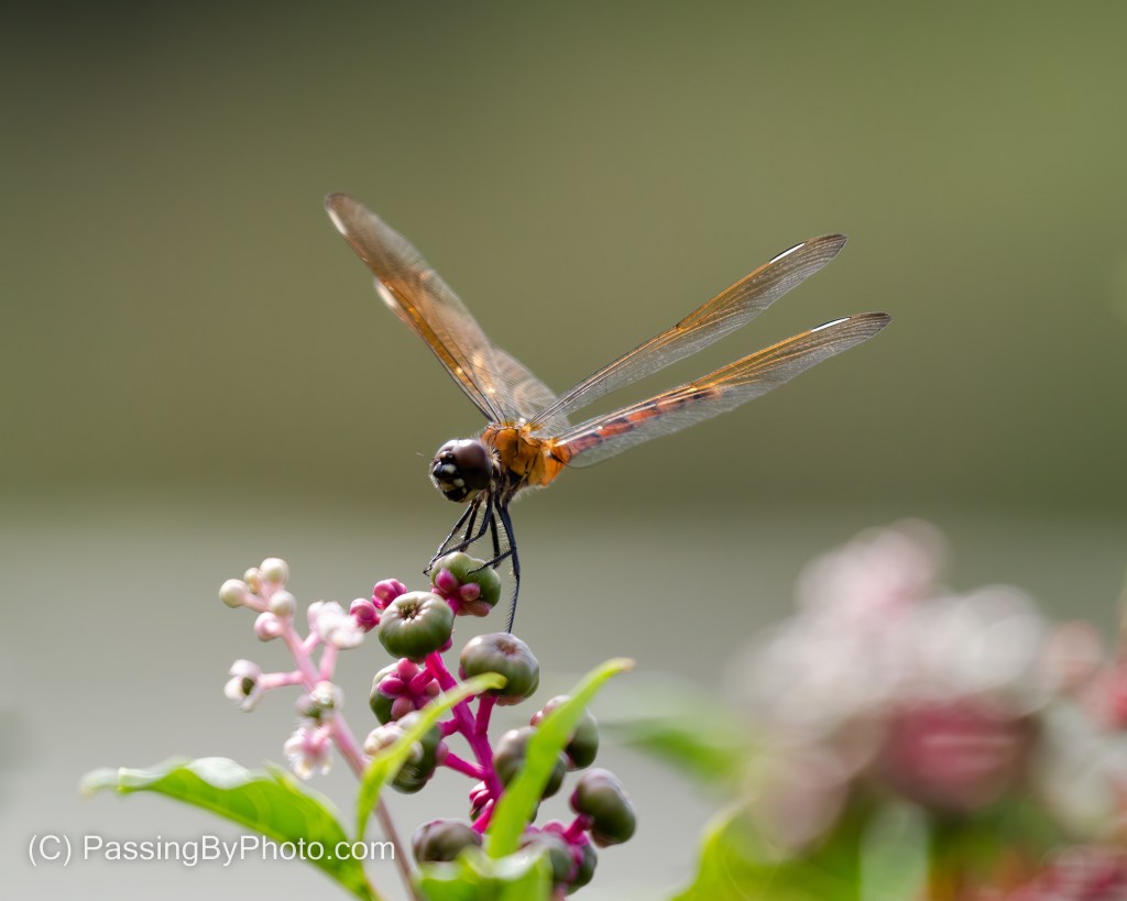 Dragonfly on Pokeweed