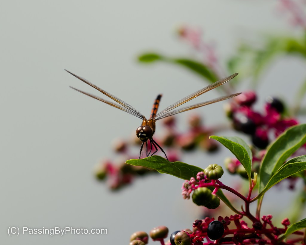 Dragonfly on Pokeweed
