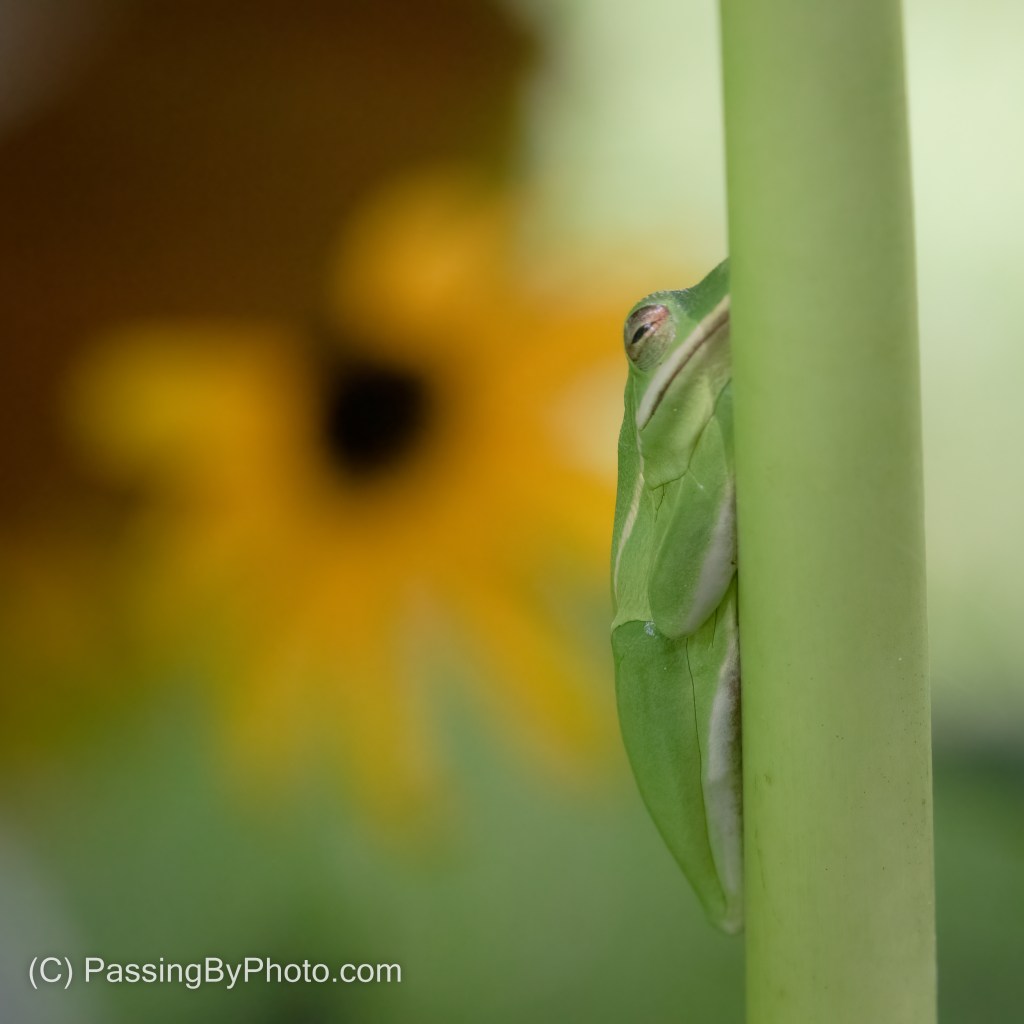 Tree Frog and Black-eyed Susan