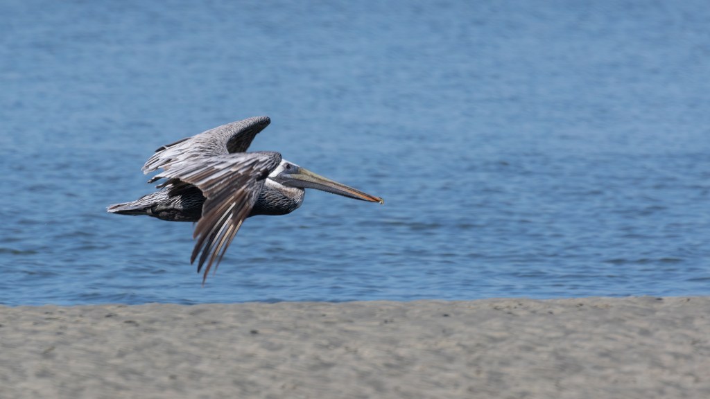 Brown Pelican Flying By