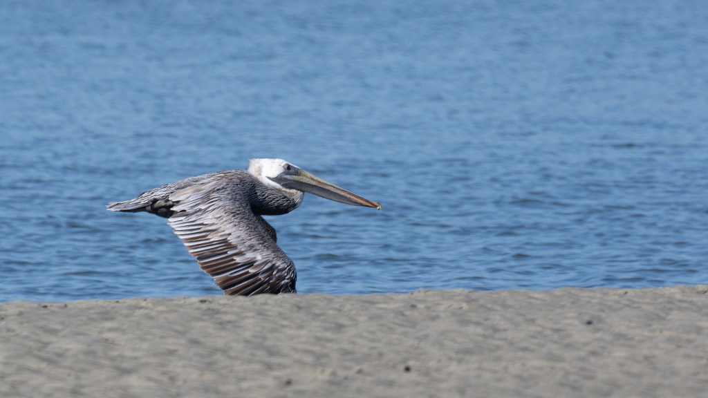 Brown Pelican Flying By