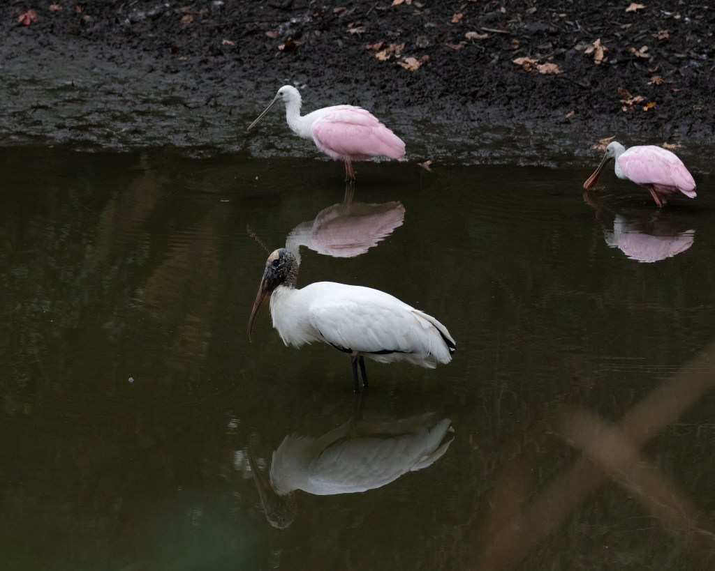 Roseate Spoonbills and Wood Stork
