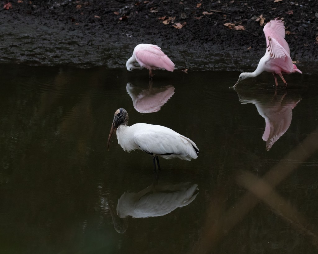 Roseate Spoonbills and Wood Stork