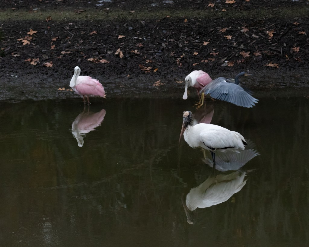 Roseate Spoonbills and Wood Stork, Tricolored Heron Flying By