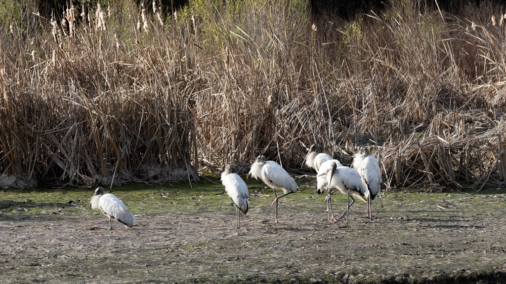 Wood Storks