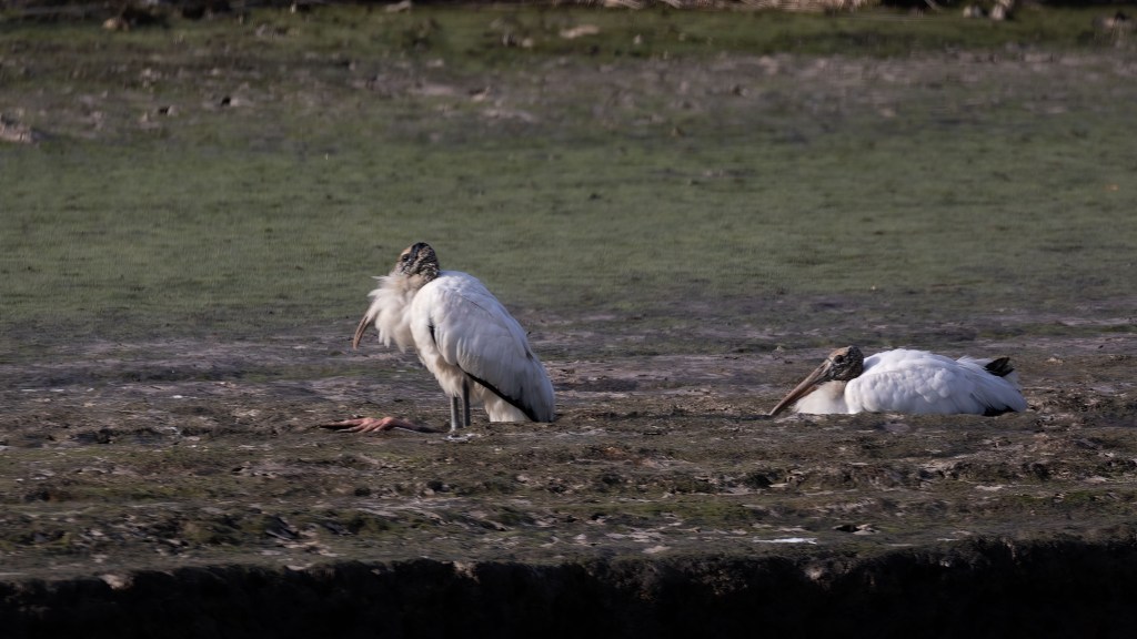 Wood Storks