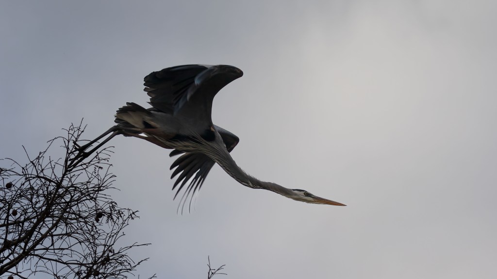 Great Blue Heron