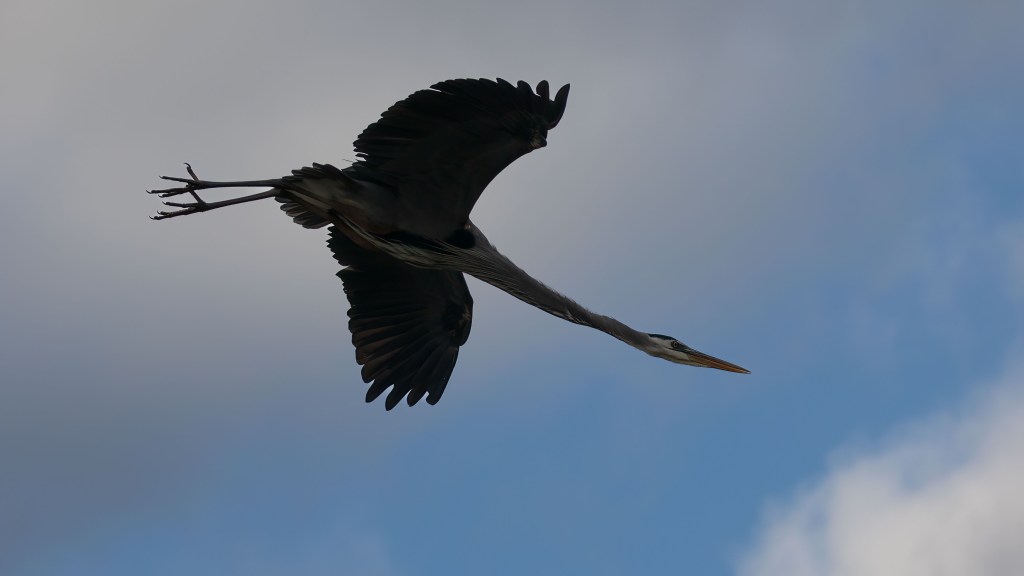 Great Blue Heron
