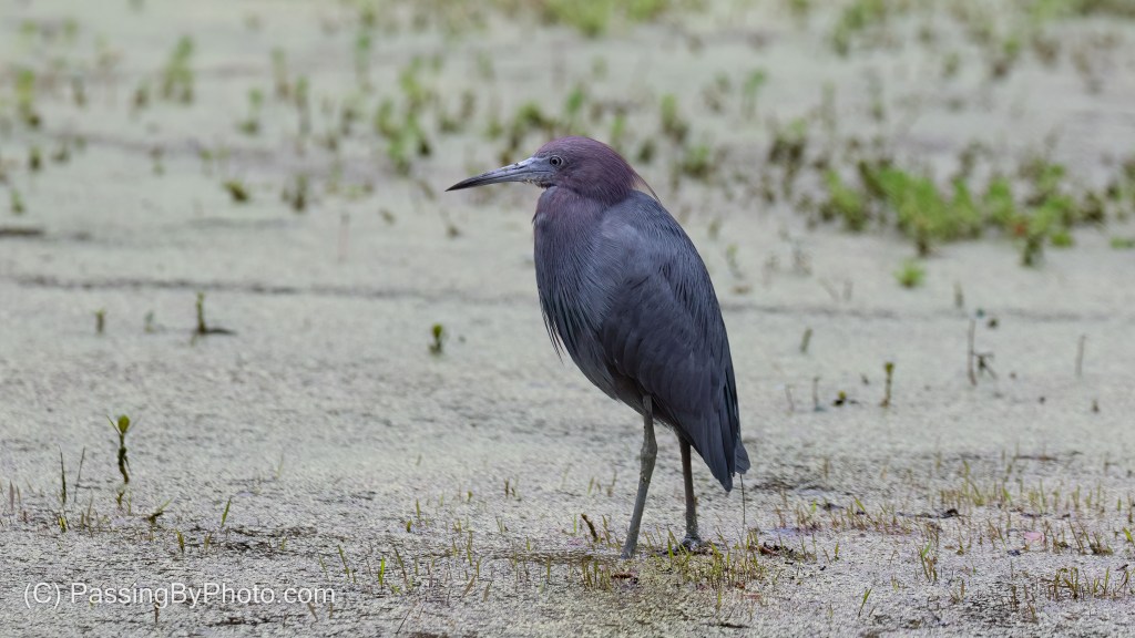 Little Blue Heron