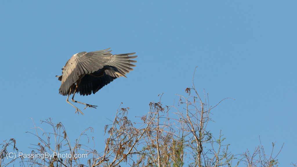 Great Blue Heron Treetop Landing