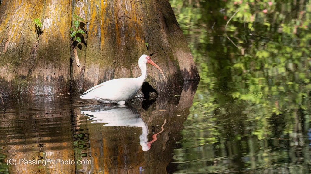 White Ibis Wading By Cyprus Tree
