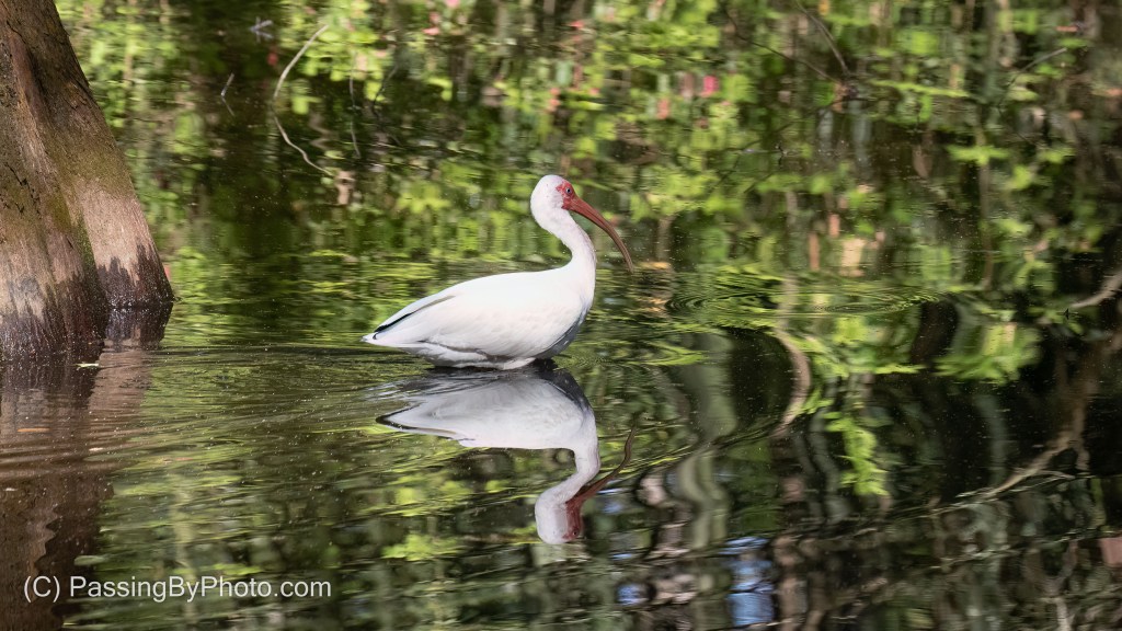 White Ibis Wading In Pond