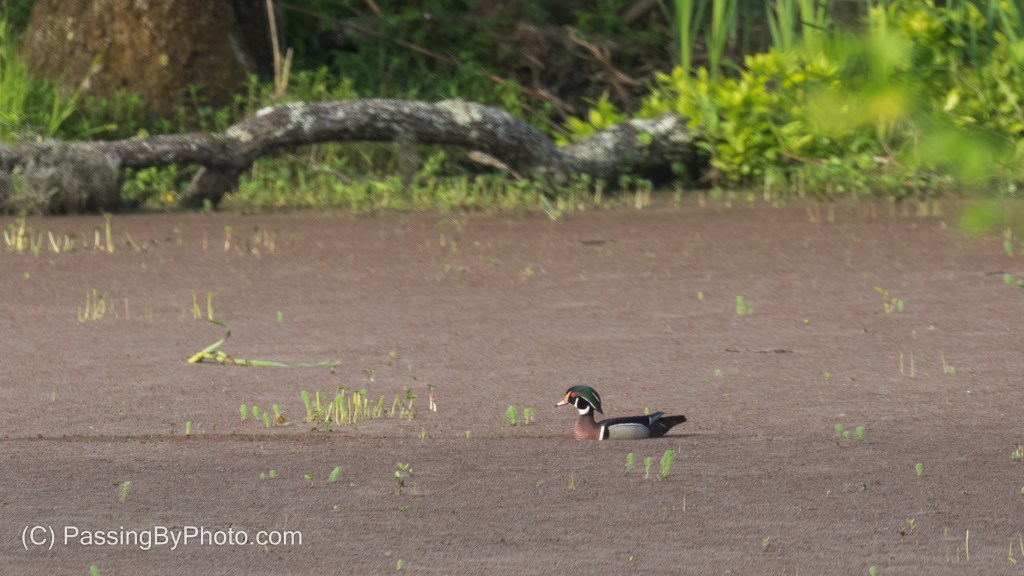 Male Wood Duck