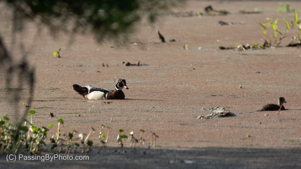 Male Wood Duck