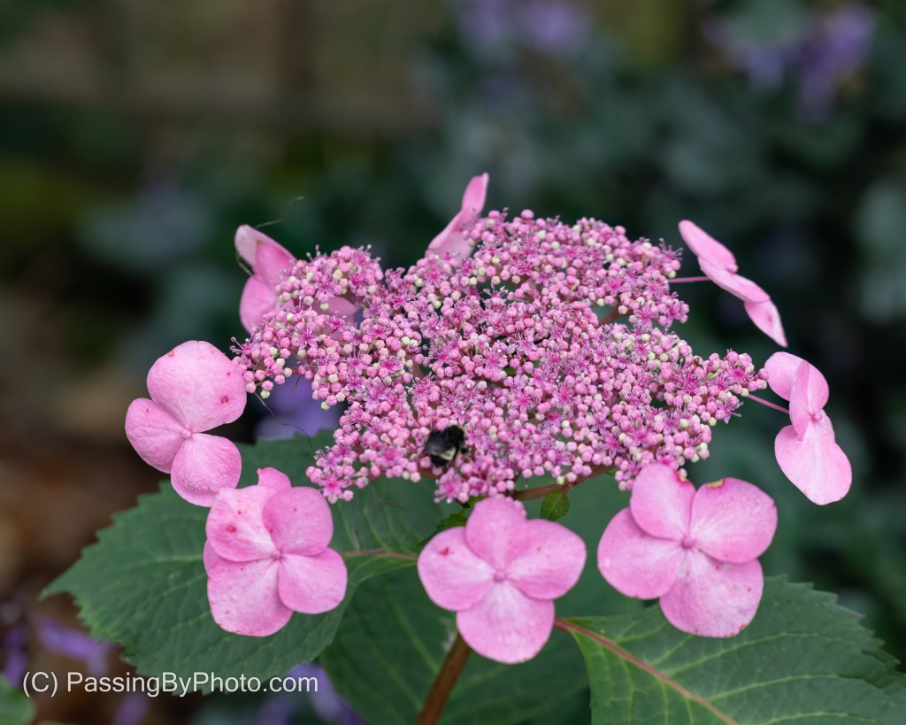 Pretty Pink Something