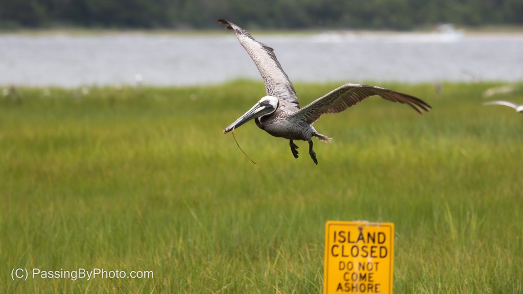 Brown Pelican Flying In With Nesting Material