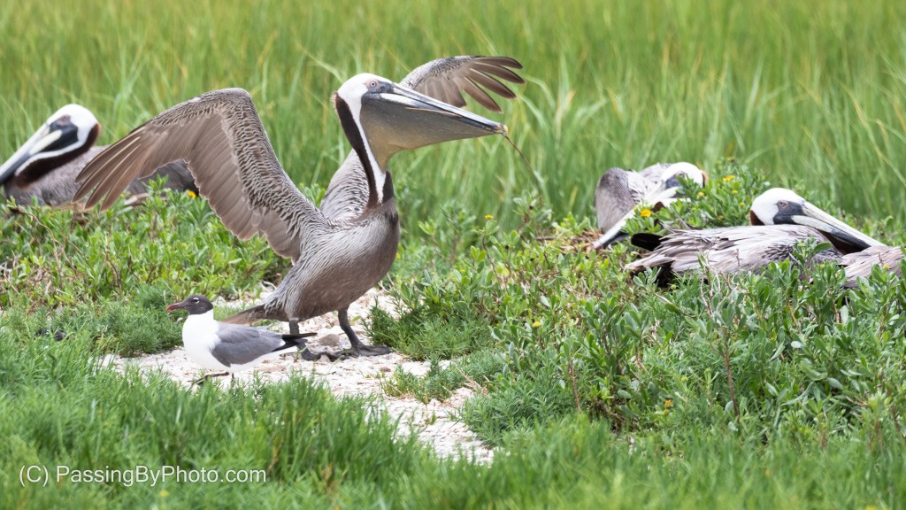 Brown Pelican Bring Mate Nesting Material