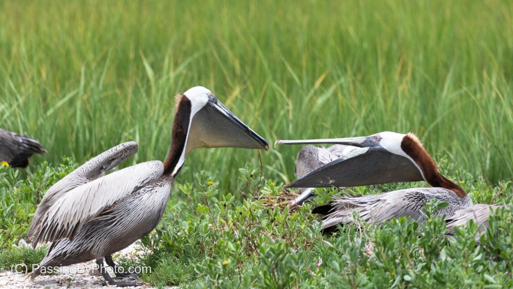Brown Pelican Bring Mate Nesting Material