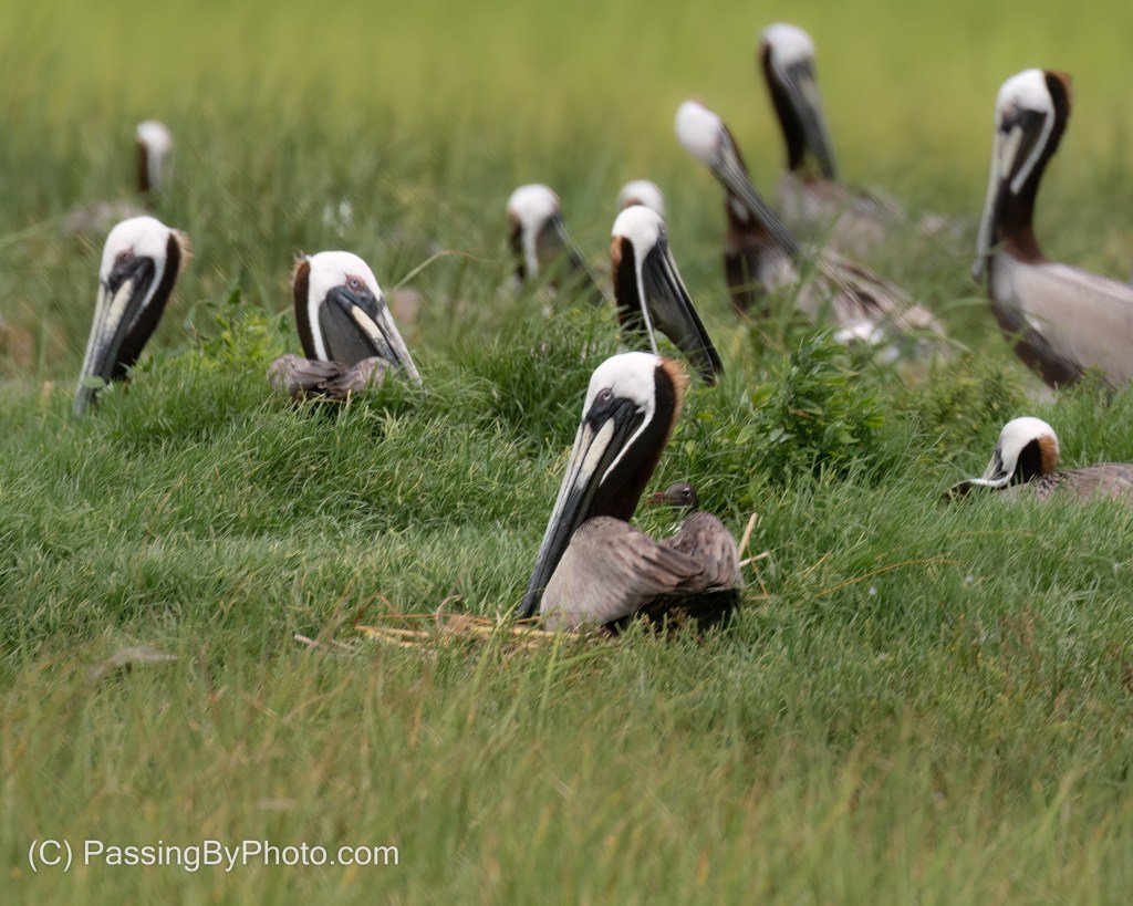Brown Pelicans 