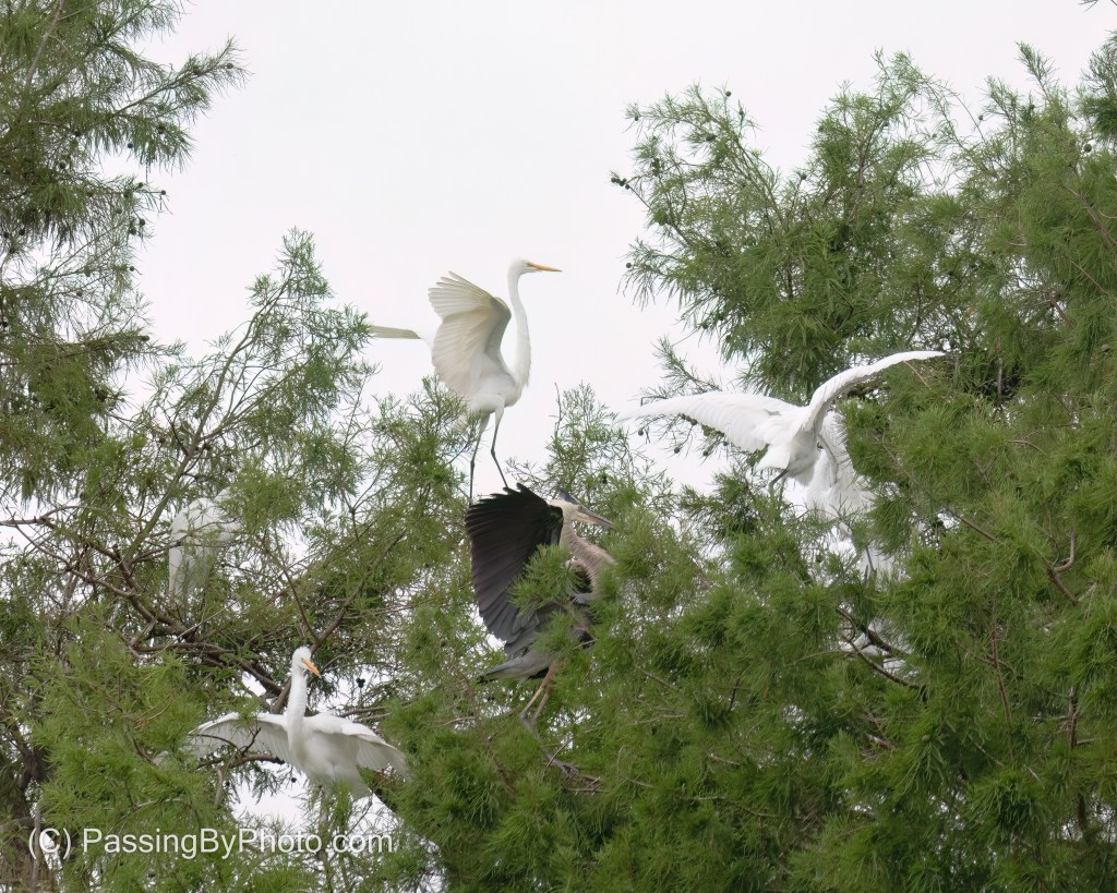 Great Blue Heron Defending His Turf