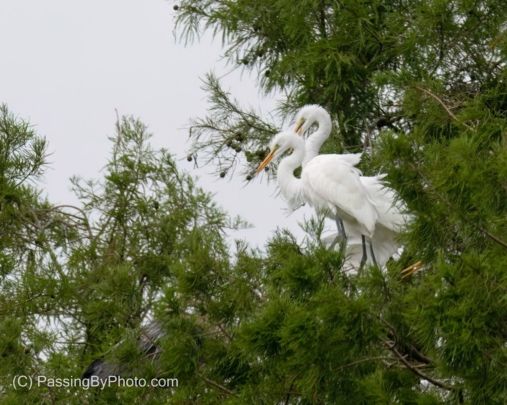 Great Blue Heron Defending His Turf