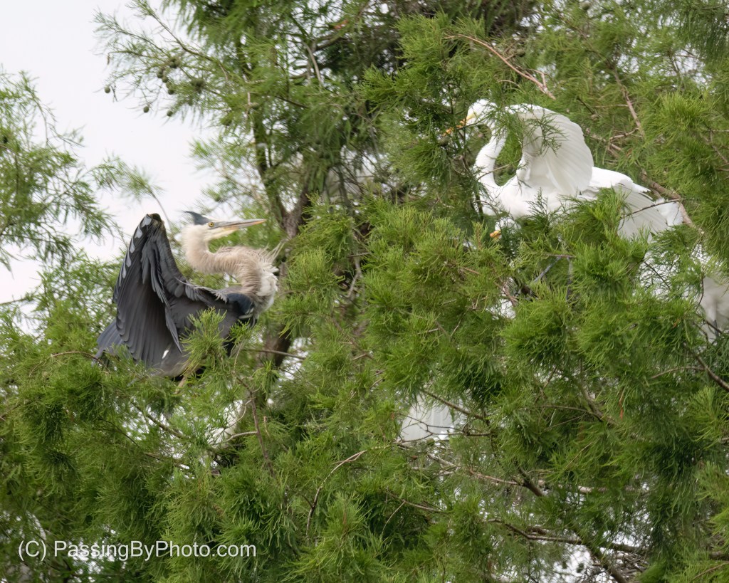 Great Blue Heron Defending His Turf
