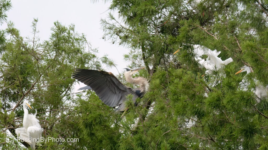 Great Blue Heron Defending His Turf