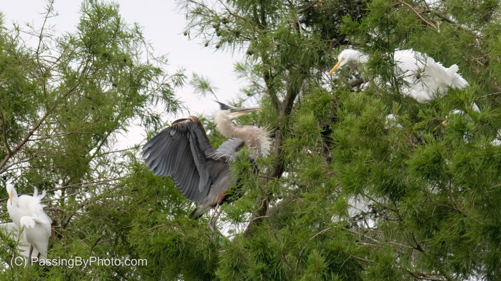 Great Blue Heron Defending His Turf