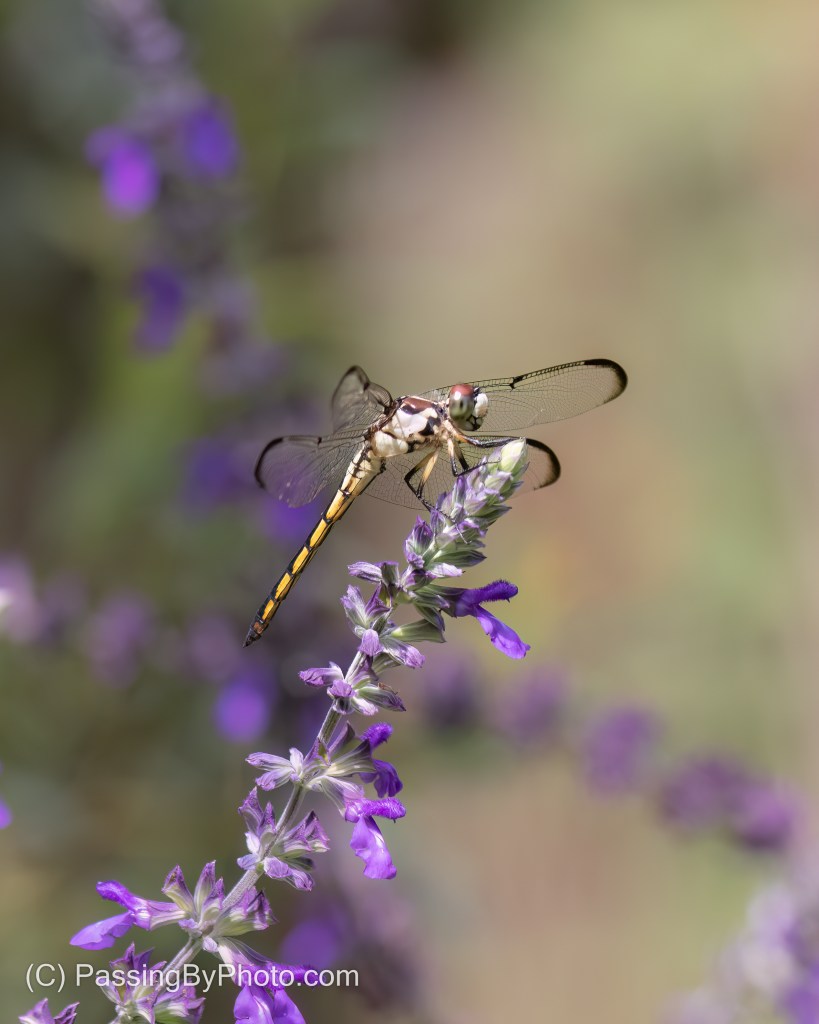 Dragonfly on Salvia
