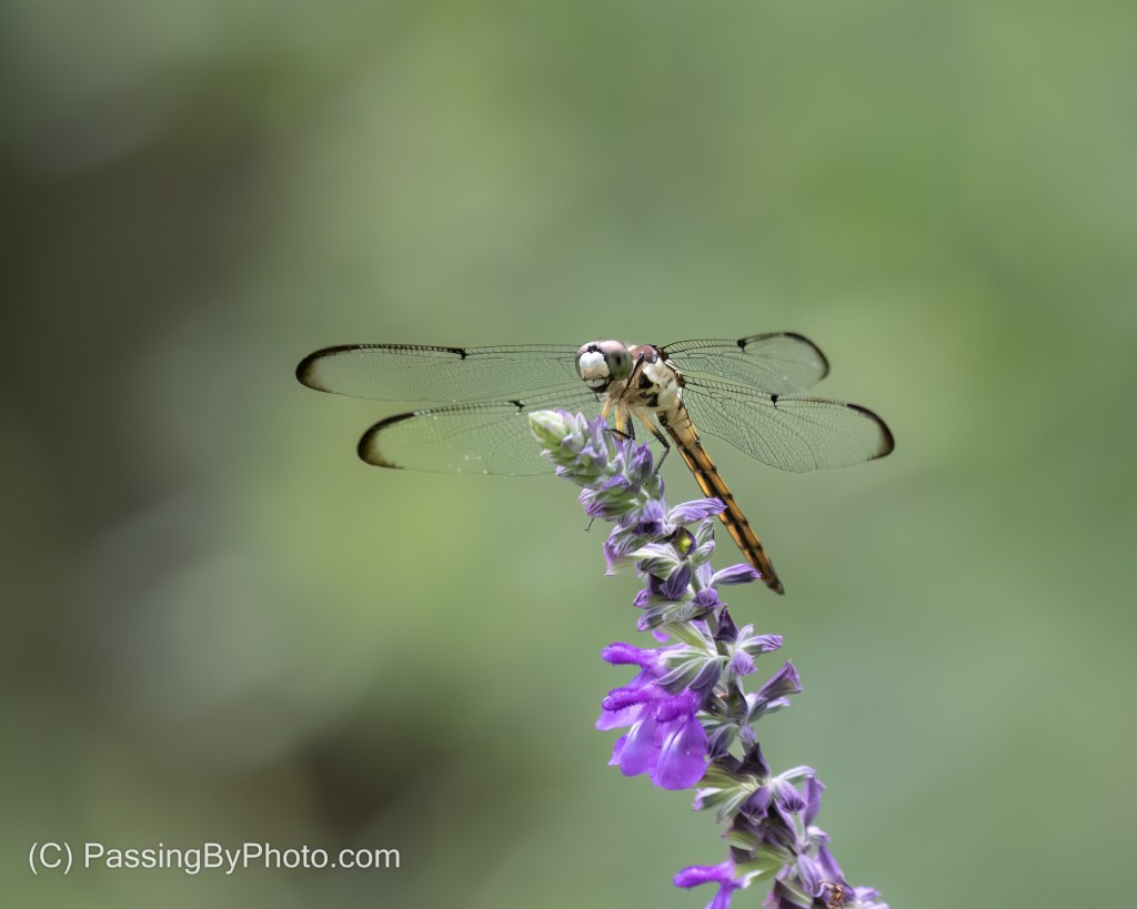 Dragonfly on Salvia