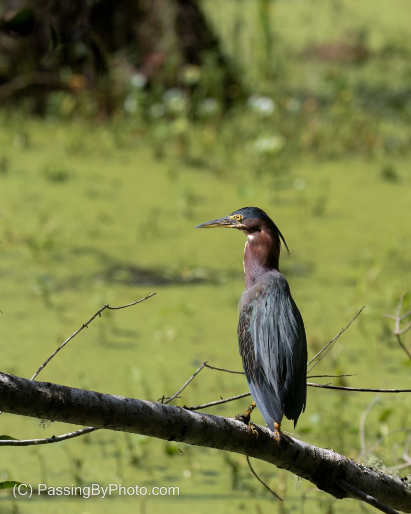 Green Heron