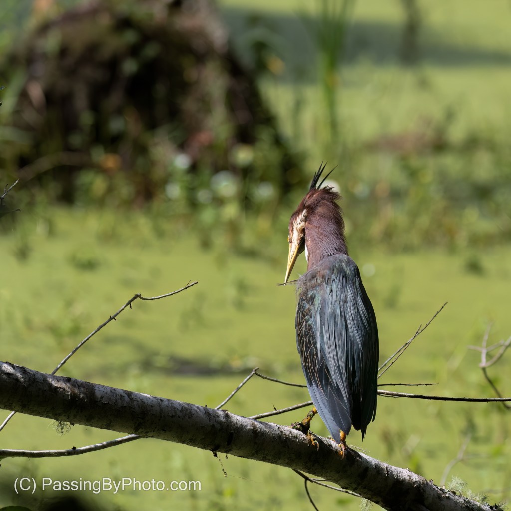 Green Heron
