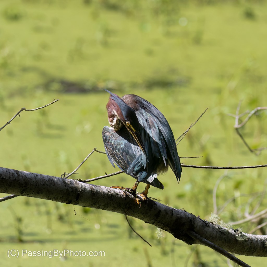 Green Heron